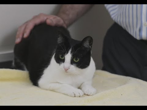 How to tell if your cat is sick - YouTube