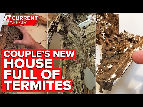 Millions of termites found in walls of couple's new home | A Current Affair