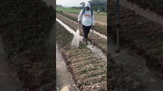 Download lagu Alat Siram Bisa Di Contoh Untuk Budidaya Bawang Merah mp3 Download lagu Alat Siram Bisa Di Contoh Untuk Budidaya Bawang Merah mp3