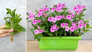 Create a beautiful garden landscape with periwinkle flowers and very simple propagation