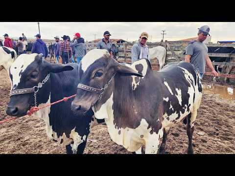 Cattle Fair in Capoeiras-PE 20-02-2026 #northeast