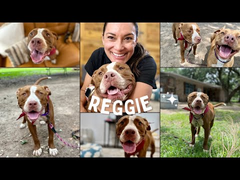 Dog for adoption - Reggie, an American Staffordshire Terrier & Pit Bull ...