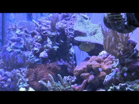My 90 Gallon Mixed Reef Tank: The Live Stuff, The Dead Stuff and Where I Am Now