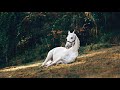 My White Horse In Sleeping Mood