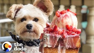 心肺停止のリス 犬 猫の命を救えますか 心臓マッサージと人工呼吸 東京キヤビン About Music And Something 心肺停止のリス 犬 猫の命を救えますか 心臓マッサージと人工呼吸 東京キヤビン About Music And Something