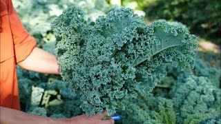 From Farm to You: Kale