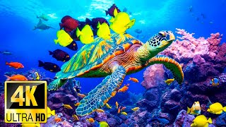 Download the video "4K Aquarium VIDEO (ULTRA HD) 🐠 Beautiful Relaxing Coral Reef Fish - Relaxing Sleep Meditation Music"