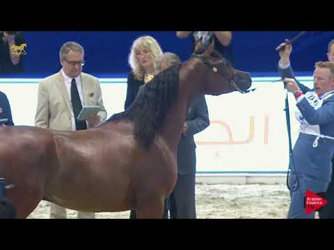 N 154 ADMIRAAL   Dubai 2019   Colts in 2 years old Class 10