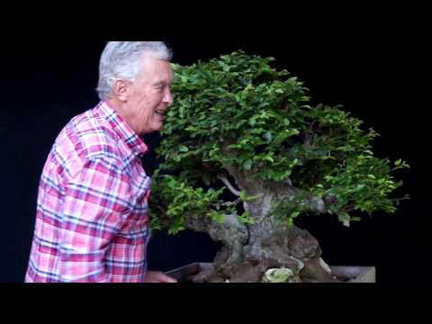 INTERNATIONAL BONSAI ACADEMY with Walter Pall 2013 - Case Study 2/"Gigans"