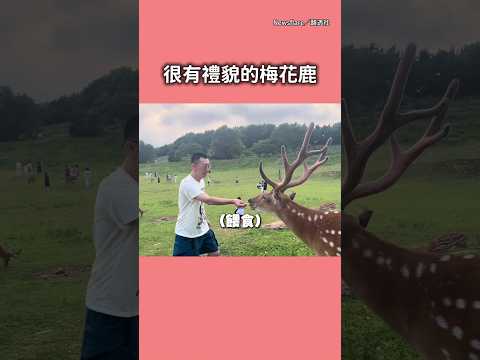 【這也太有禮貌】梅花鹿吃完遊客餵食 還鞠躬道謝 #Shorts