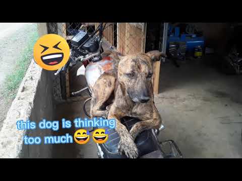 Funny serious Dog