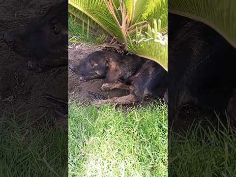 #shorts #dog ne chidiya ka shikar 🐦‍⬛🐕