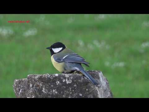 Carbonero común ( Parus major ) Great Tit
