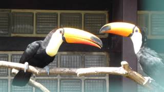 preview picture of video 'Riesentukane Vogelpark Walsrode (30.4.12)'