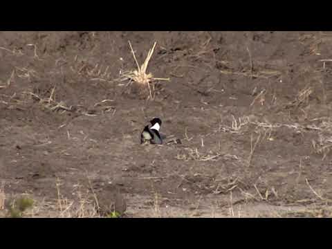 Djuma: Blacksmith Lapwing chick hatching(1st day) - 16:58 - 11/18/18
