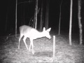 Cold Buck 