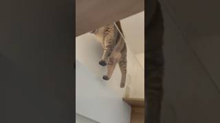 かわいく歩く猫 #shorts