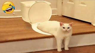 Try Not To Laugh 🤣 Funniest Cats and Dogs 2024 😹🐶 Part 22
