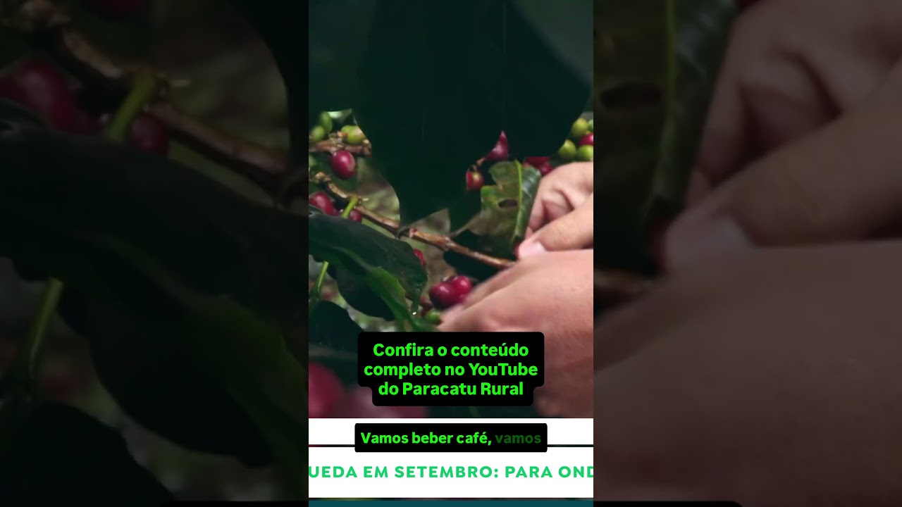 Para Onde Vai o Café? Mercado Pressionado e Alerta de Seca com El Niño em MG.
