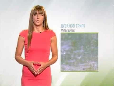 Zelena prognoza, 21.7.2015. - O stanju u usevima luka