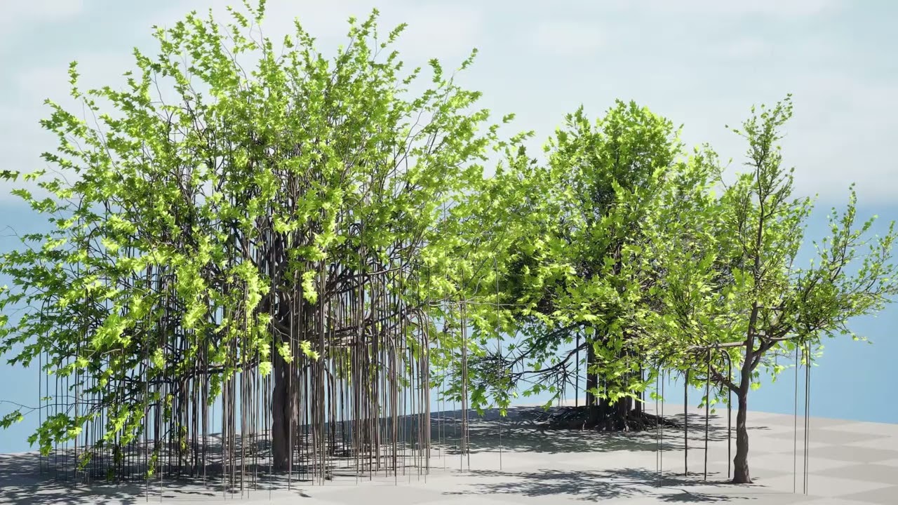 Ficus Carica 3D Model