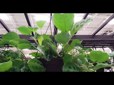 YouTube video about: Are exotic angel plants toxic to cats?