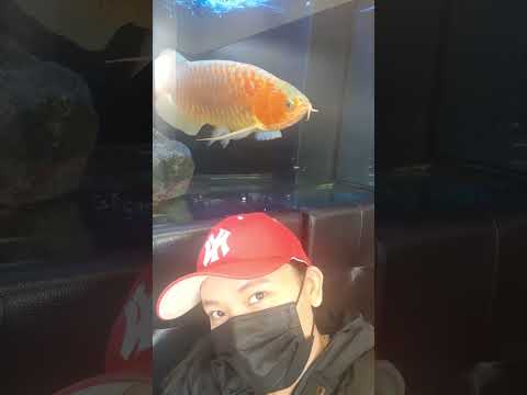 Selfie with Orange Fish