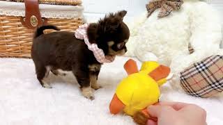 チワワ(ロング)の動画01