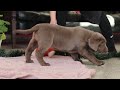 Labrador Retriever dogs for sale: Jingle Bell - Video 1