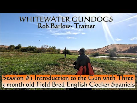 Introduction to the Gun with Three 5- Month Old Field Bred English Cocker Spaniels