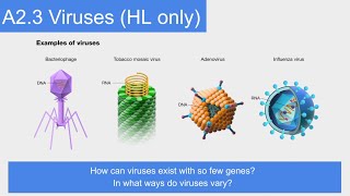 A2.3 Viruses -- IB Biology New Curriculum