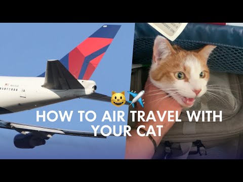 How to Air Travel with Your Cat: FIRST FLIGHT Tips
