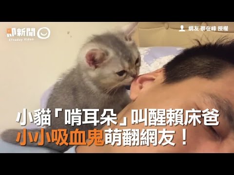 床貓中之人