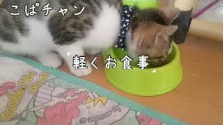 【子猫】part23２ヶ月半のちょこの様子。