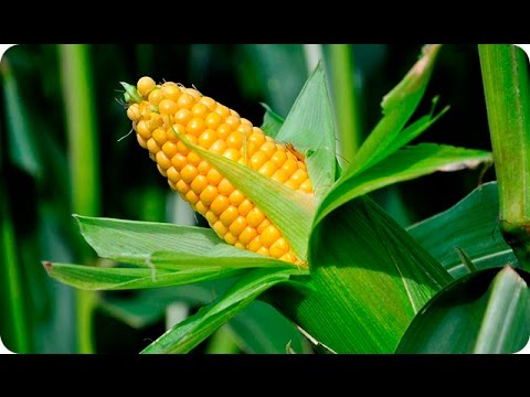 , title : 'Como Sembrar Maiz En El Huerto Muy Facil || Cultivo Del Maiz || La Huertina De Toni'