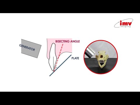 Veterinary Dental Radiography - Bisecting angle explained