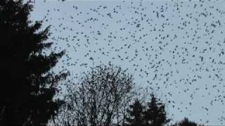 preview picture of video 'Millions of Mountain Finches Swarm in the Black Forest'