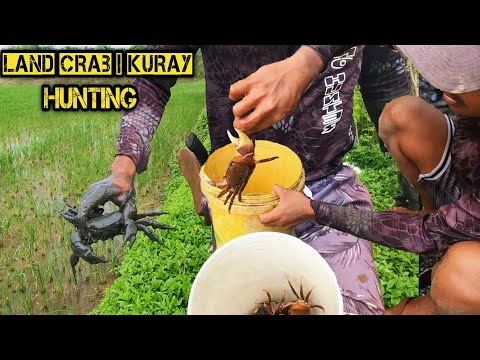 e309 - P2 Land Crab kuray naparami ang huli Namin Ang bilis nilang lumabas