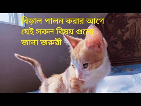 বিরাল সম্পর্কে আমাদের নবী করিম (সা:) কি বলেছেন চলুন জেনে নেই