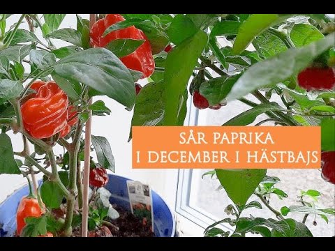Sår paprika i december för tidigare skörd och i en 12 - liters kruka med hästbajs i...