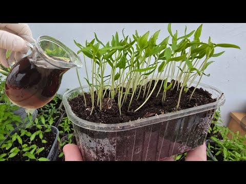 Vattna plantorna med detta naturliga näringsämne för bättre tillväxt och starka rötter.