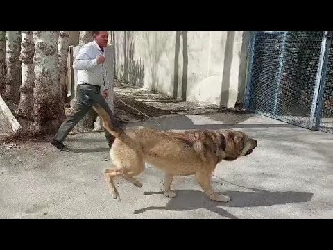 Alabai 🇹🇷 vs Lion 🦁 😱