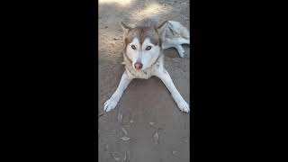 Video preview image #1 Siberian Husky Puppy For Sale in Pacific grove , CA, USA