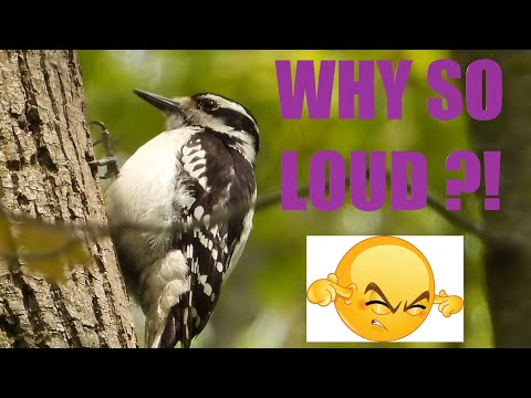 Hairy Woodpecker Drumming on Tree