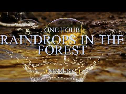 Raindrops In The Forest & Loons Calling At Night {1 Hour} *No Music*