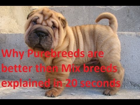 Why Pure Breed Dogs Are Better Then Mixed Breeds Explained in 20 seconds