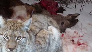 Рис в Балкана