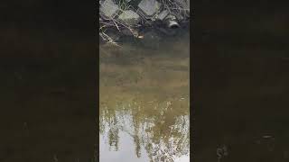 川の魚