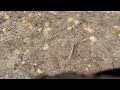 A Bunch of Digger Bees Found in the Yard in Allenwood, NJ