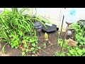 Rats Burrow Their Way Into the Backyard